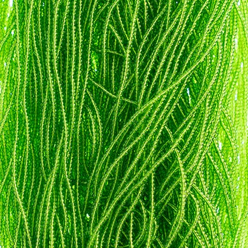 Czech - 13/0 Charlotte - Transparent Medium Green (500g Strung)