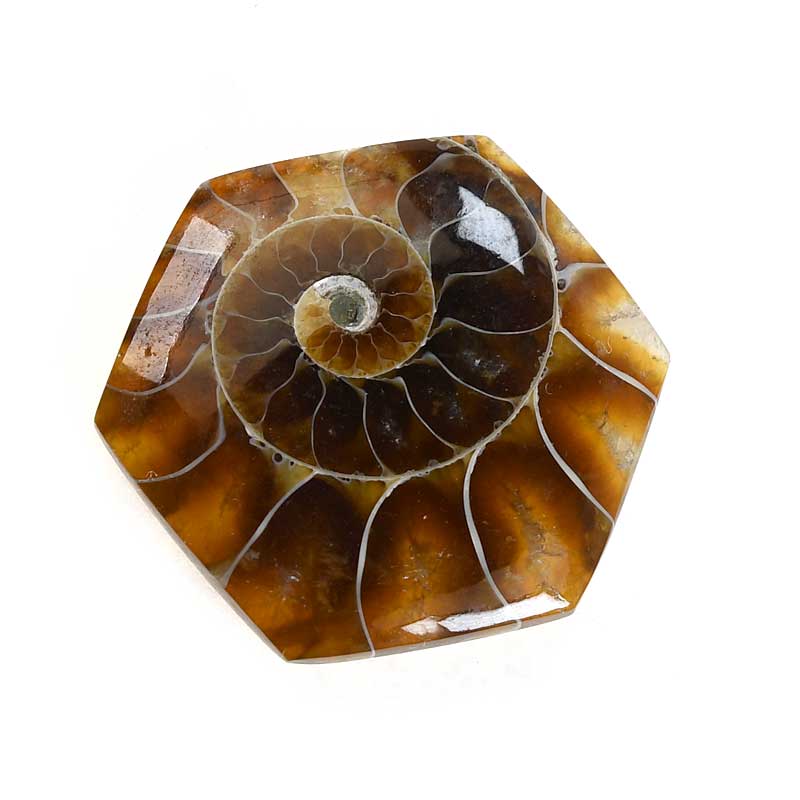 OOAK Cabochon - Ammonite - Hex