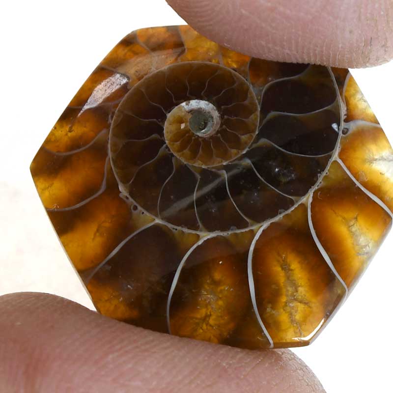 OOAK Cabochon - Ammonite - Hex